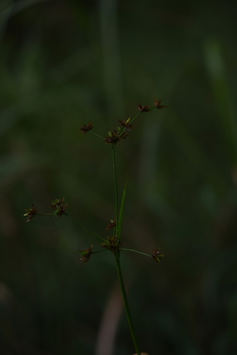 Juncus krameri photo 2