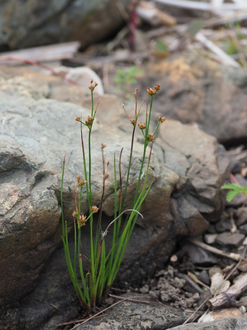 Juncus krameri photo 4
