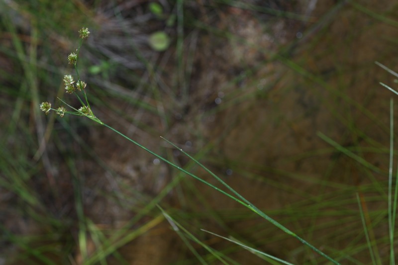 Juncus krameri photo 5