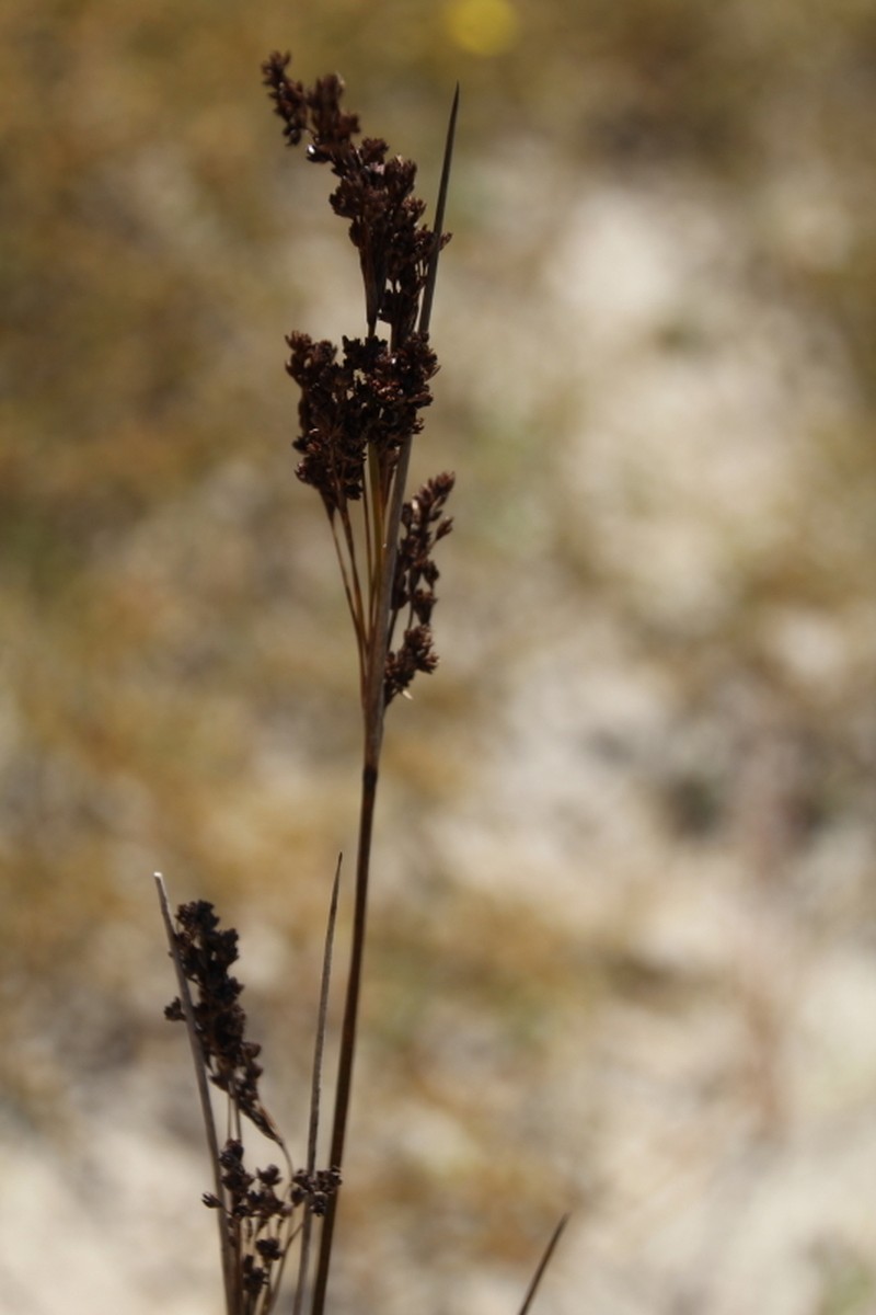 Juncus kraussii photo 3
