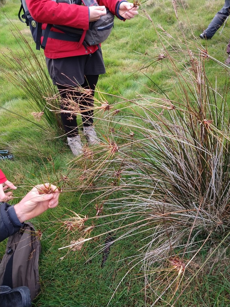 Juncus kraussii photo 4