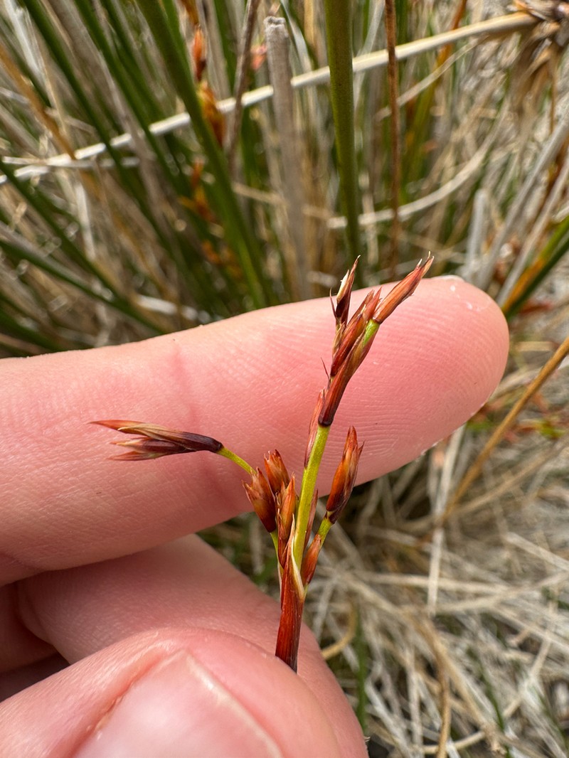 Juncus kraussii photo 5