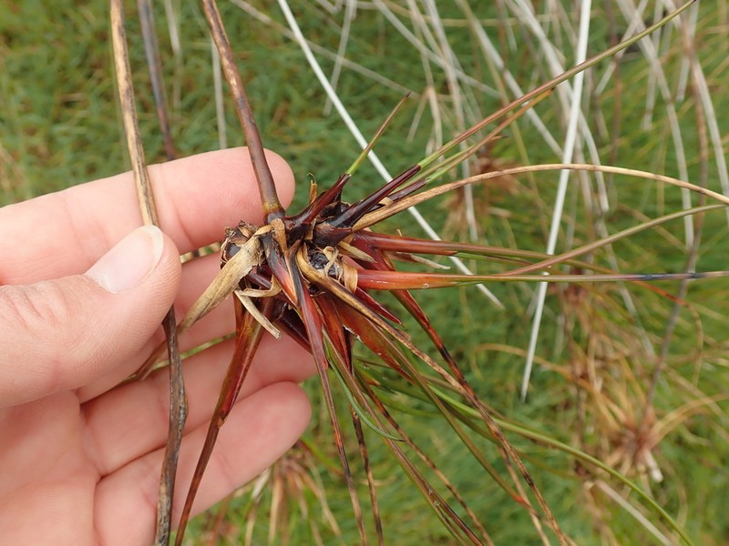 Juncus kraussii photo 6