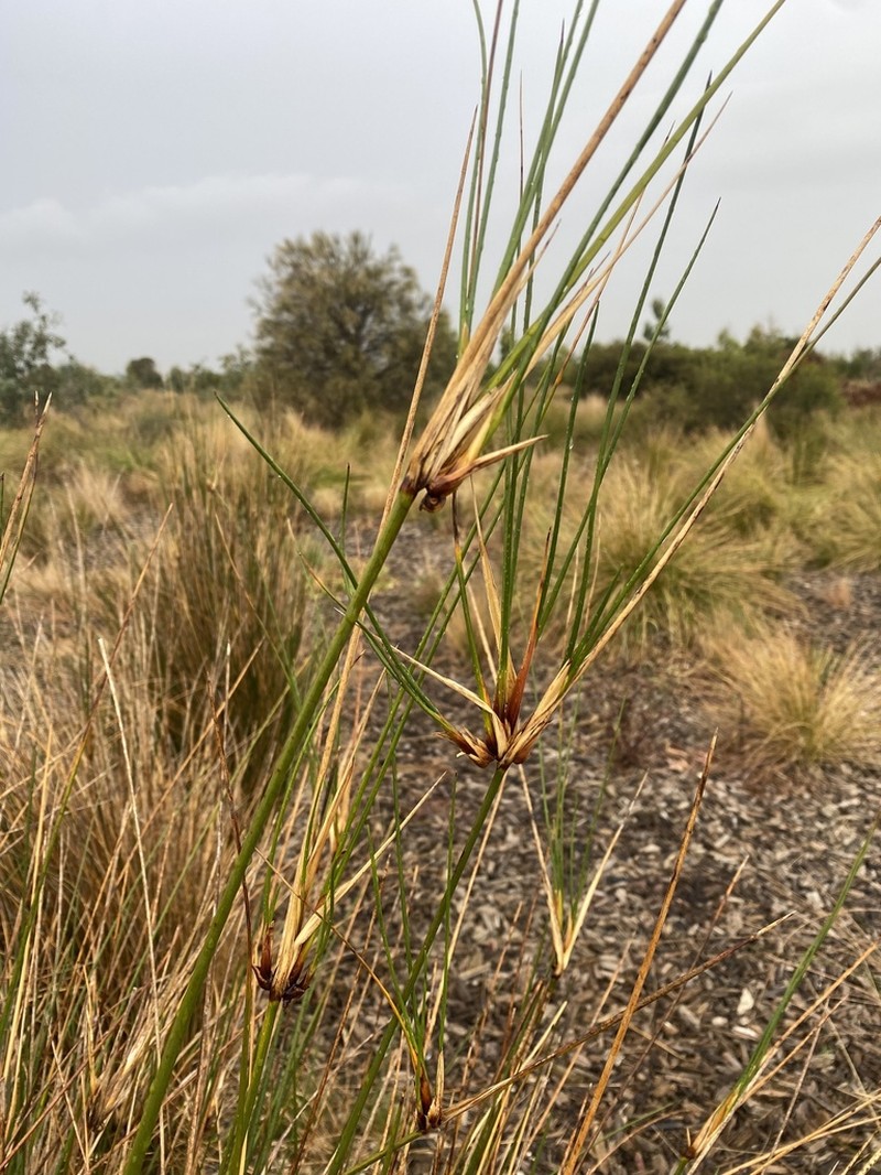 Juncus kraussii photo 7