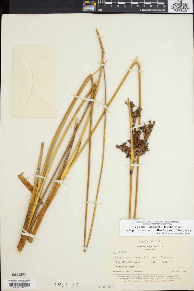 Juncus kraussii subsp. austerus