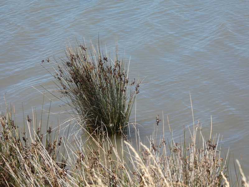 Juncus kraussii subsp. australiensis photo 2