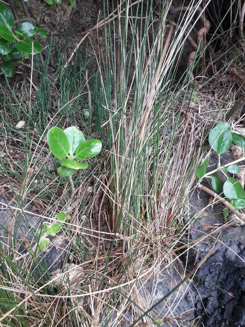 Juncus kraussii subsp. australiensis photo 3