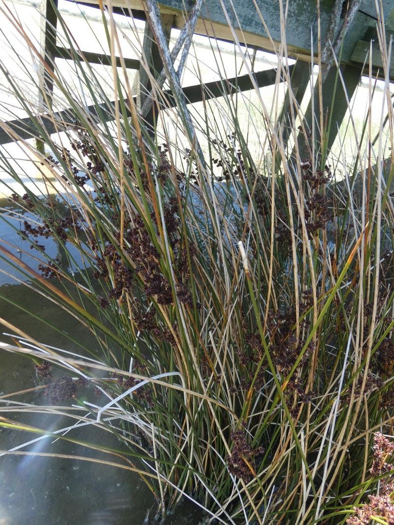 Juncus kraussii subsp. australiensis photo 4
