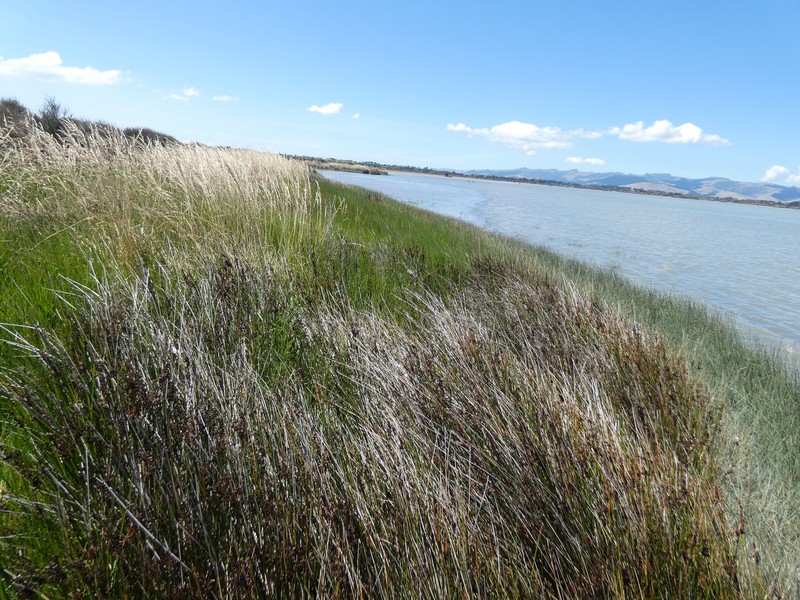 Juncus kraussii subsp. australiensis photo 5