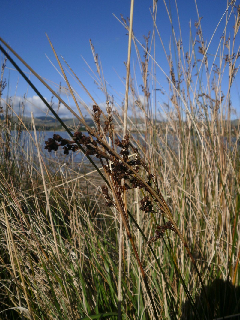 Juncus kraussii subsp. australiensis