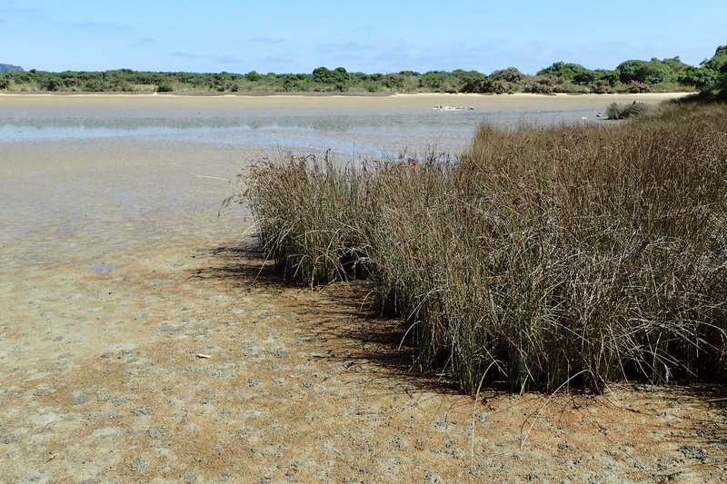 Juncus kraussii subsp. australiensis photo 7