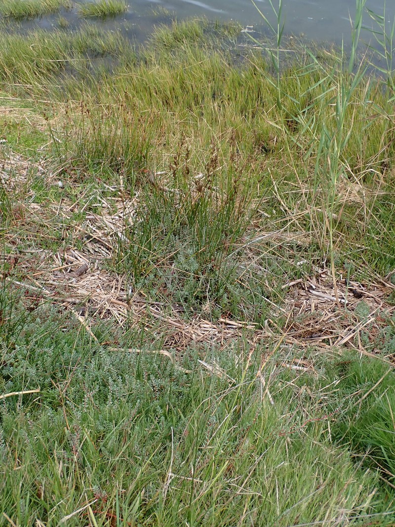 Juncus kraussii subsp. kraussii