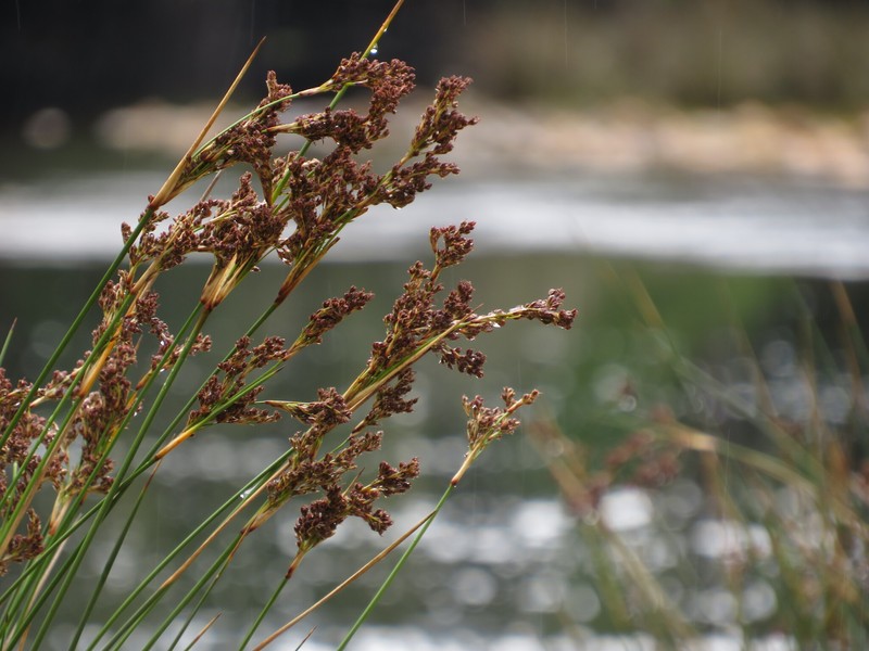 Juncus kraussii subsp. kraussii photo 3