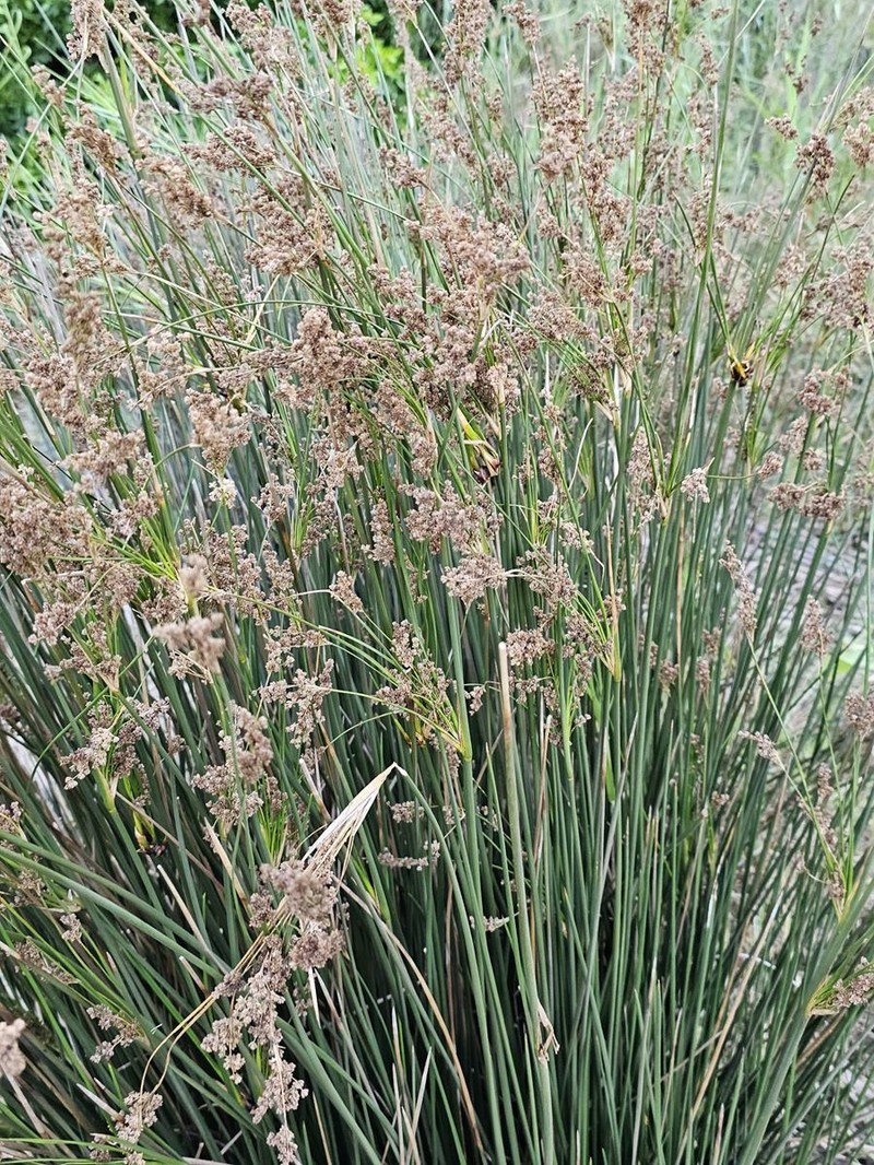 Juncus kraussii subsp. kraussii photo 4