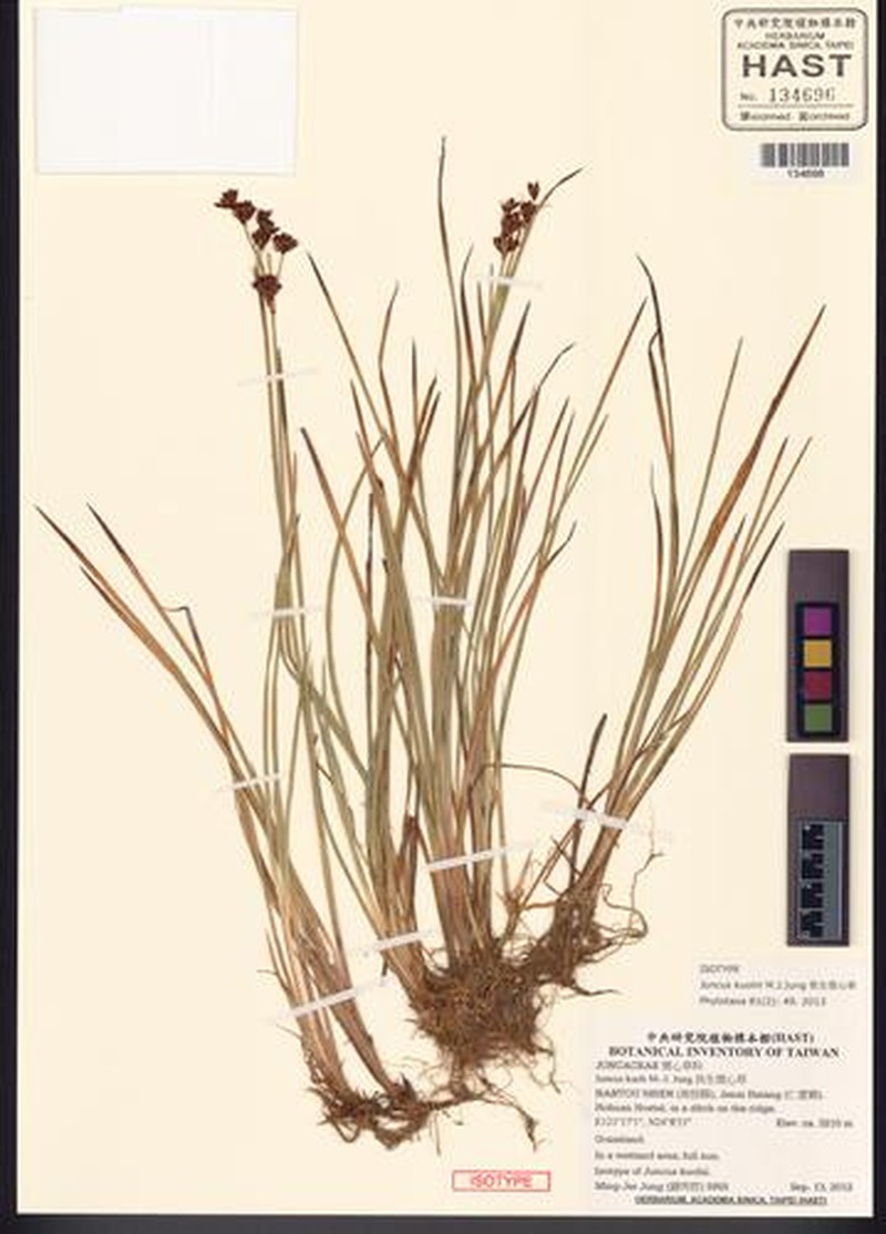 Juncus kuohii