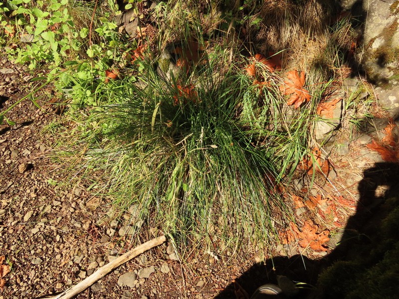 Juncus laccatus photo 2