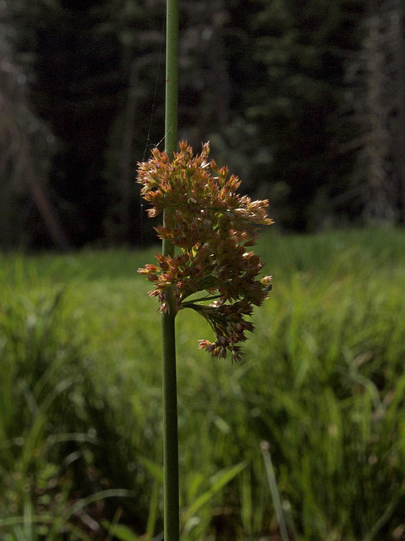 Juncus laccatus photo 3