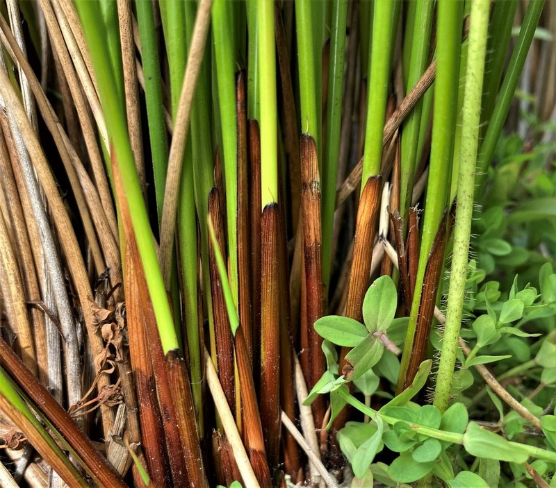 Juncus laccatus photo 4