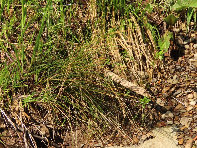 Juncus laccatus photo 5
