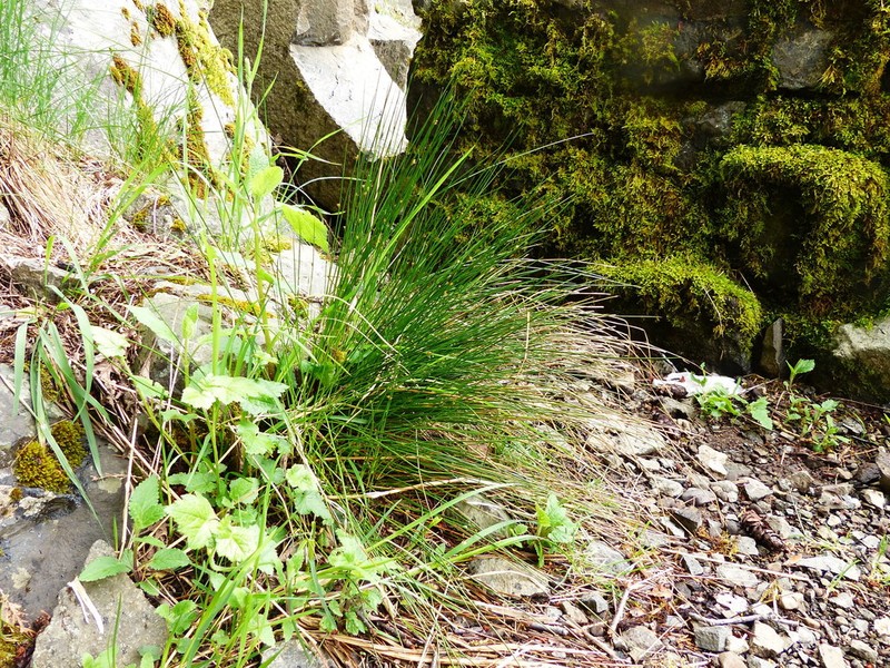 Juncus laccatus photo 6