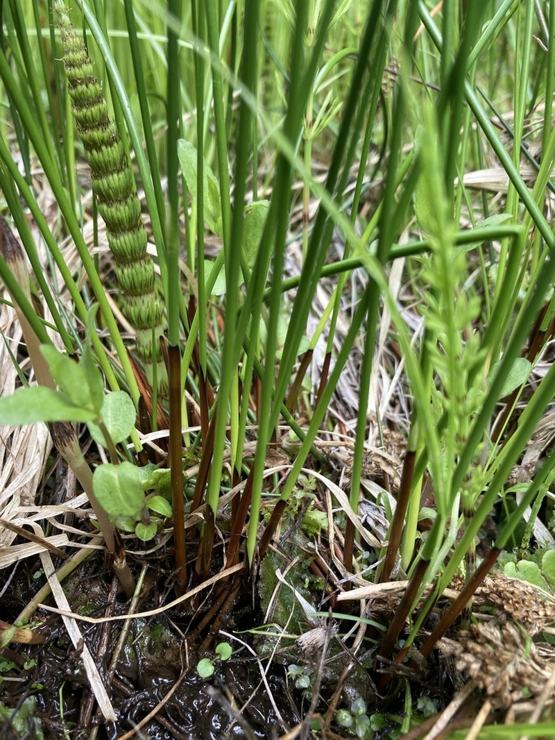 Juncus laccatus photo 7