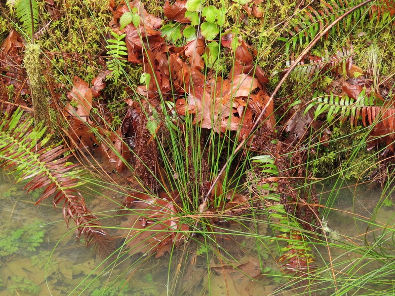 Juncus laccatus photo 8