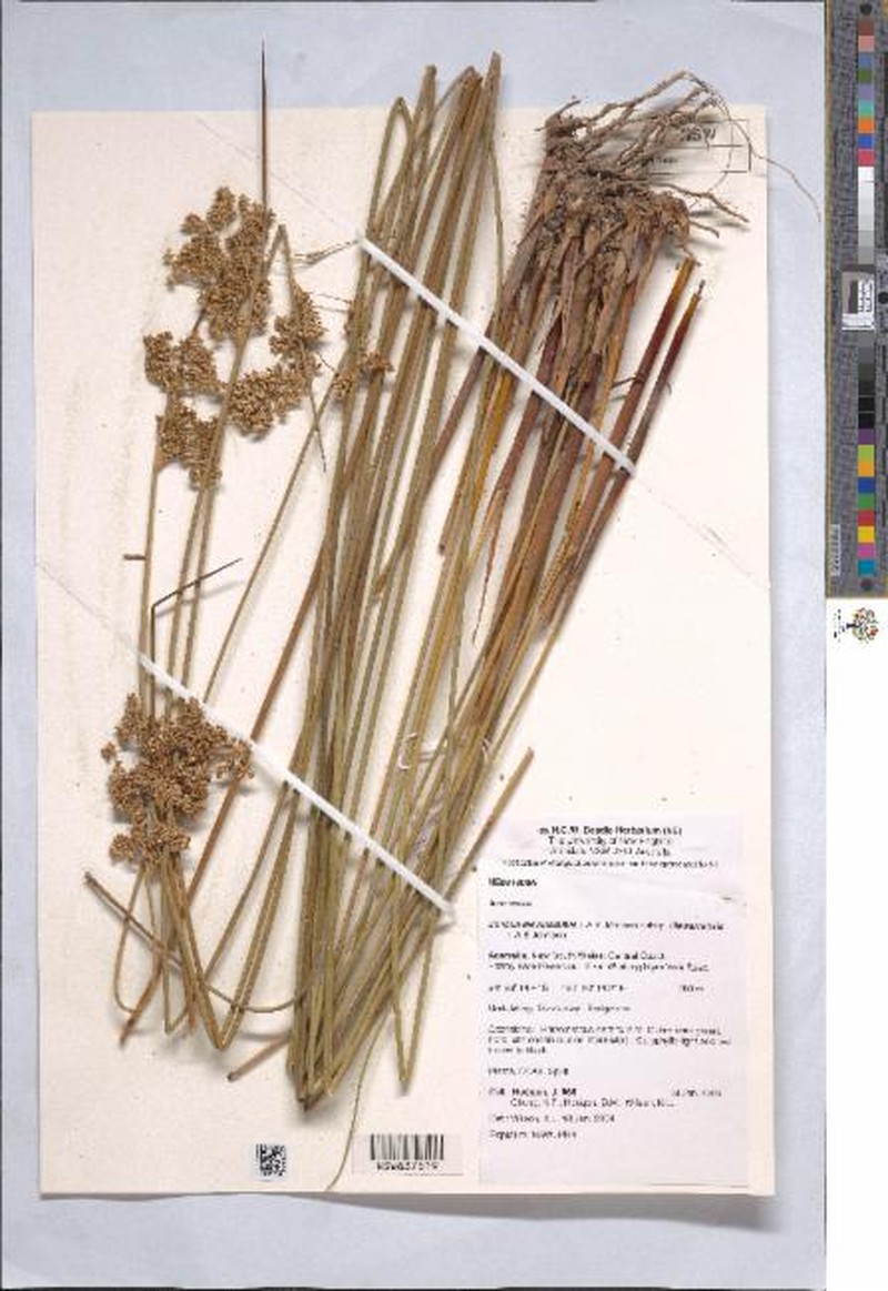 Juncus laeviusculus subsp. illawarrensis