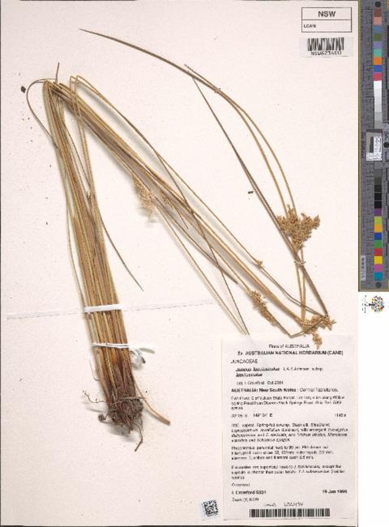 Juncus laeviusculus subsp. laeviusculus