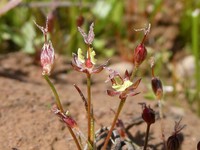 Red Bluff Dwarf Rush