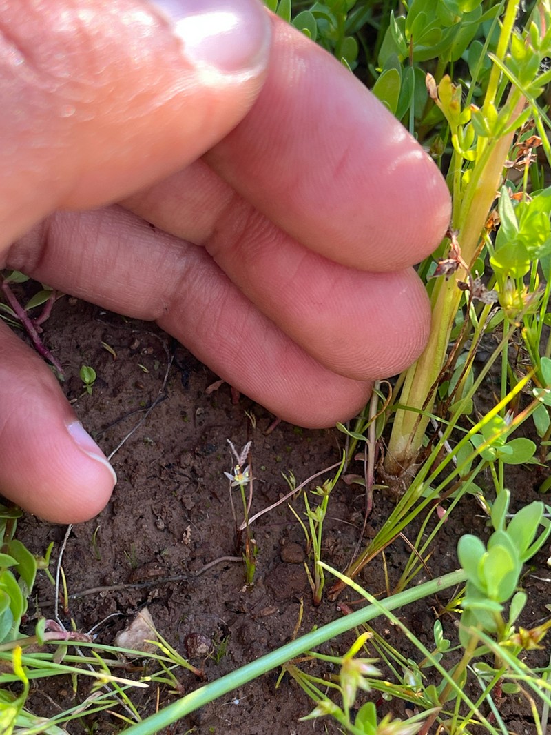 Red Bluff Dwarf Rush photo 3