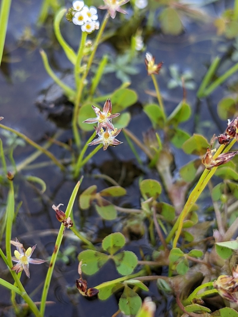 Red Bluff Dwarf Rush photo 4