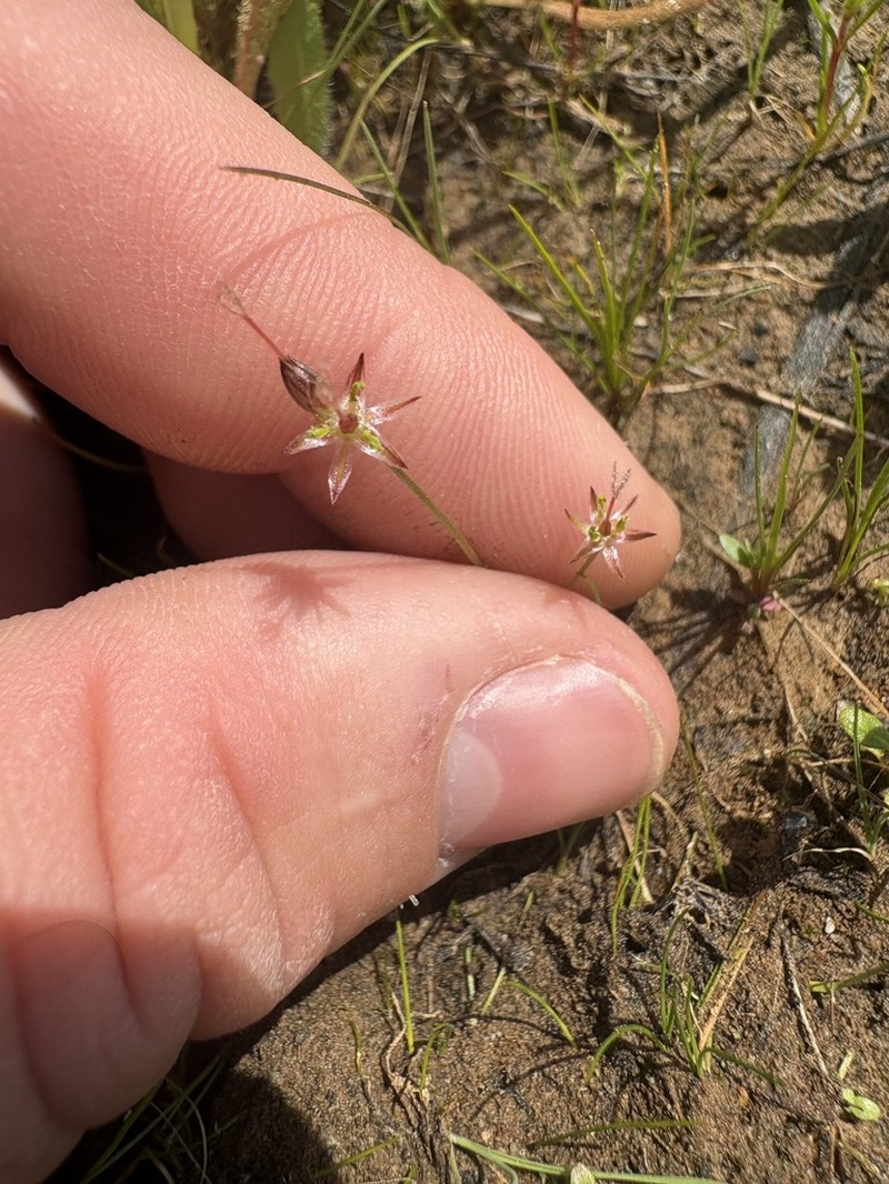 Red Bluff Dwarf Rush photo 5