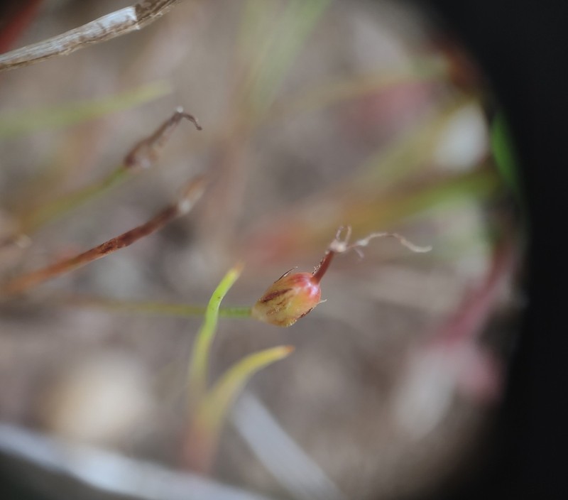 Red Bluff Dwarf Rush photo 6