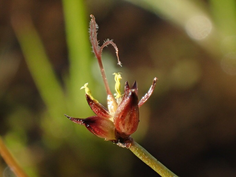 Red Bluff Dwarf Rush photo 7