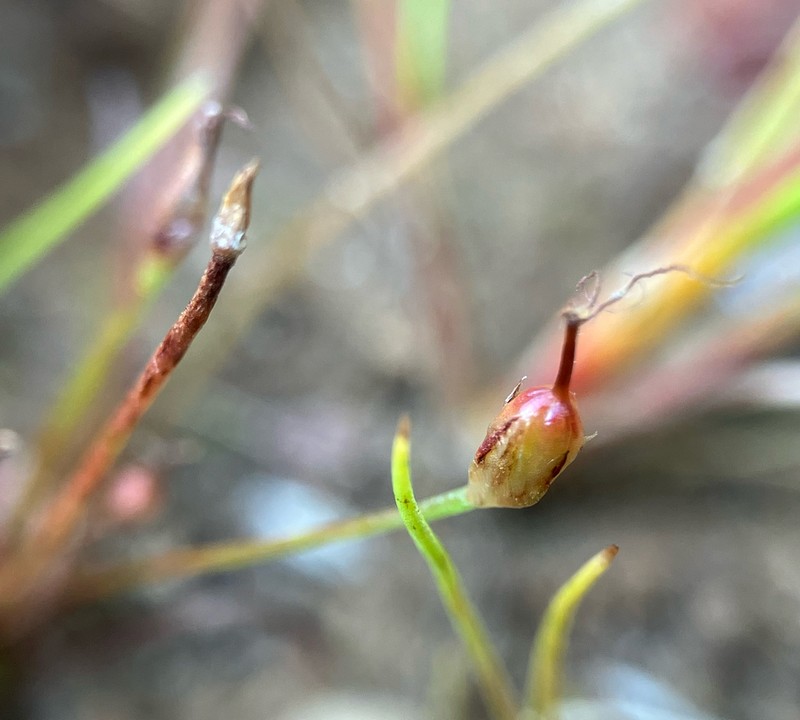 Red Bluff Dwarf Rush photo 8