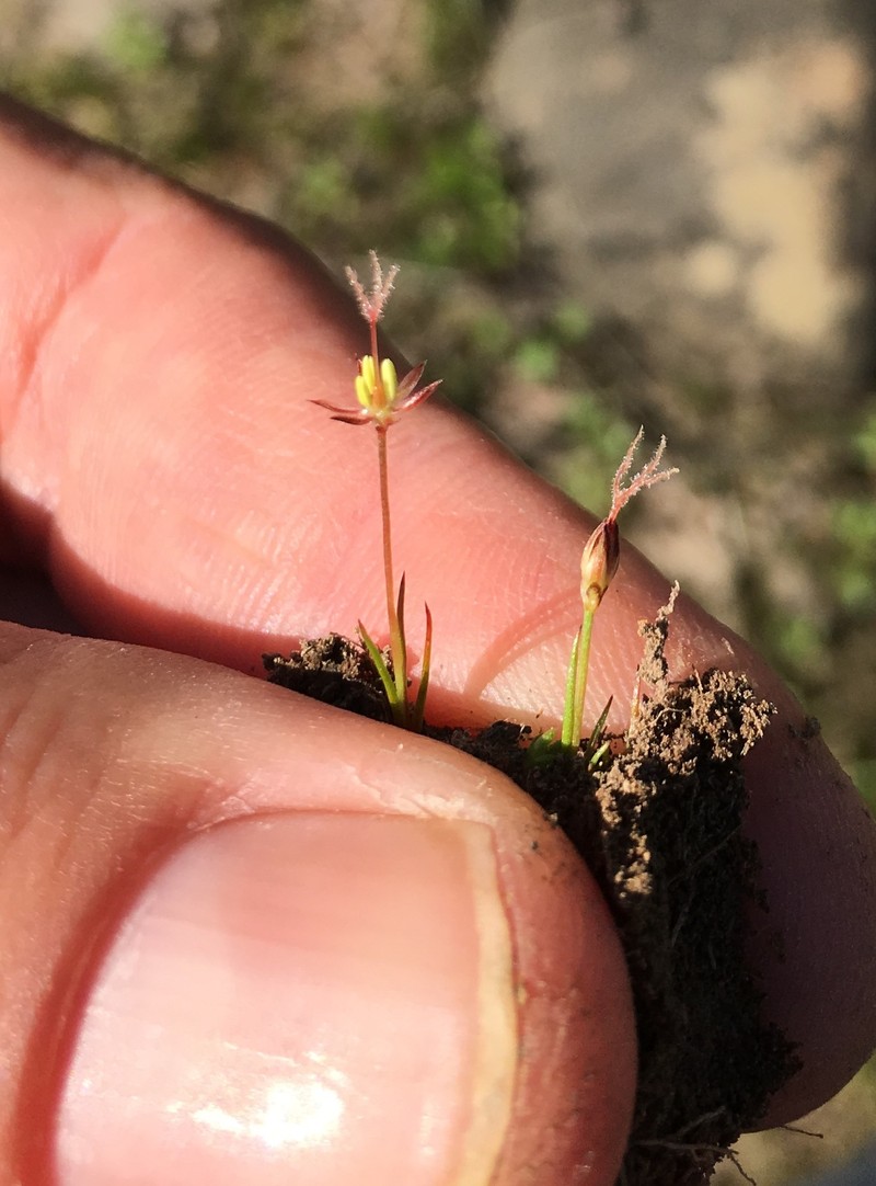 Juncus leiospermus var. ahartii photo 4