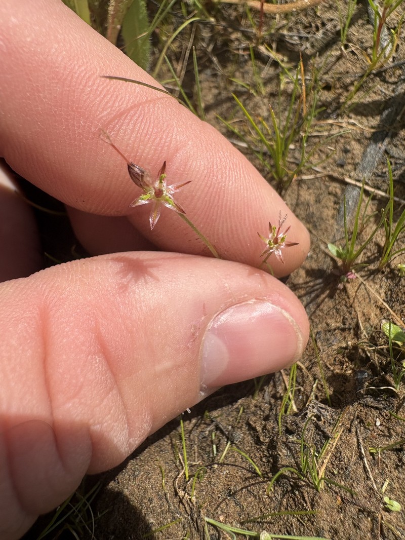 Juncus leiospermus var. leiospermus