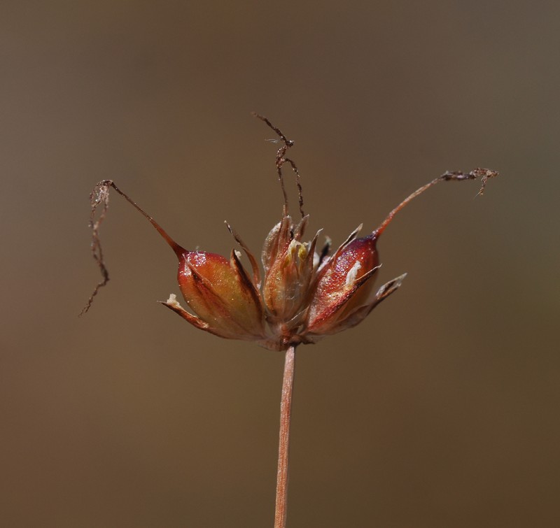Juncus leiospermus var. leiospermus photo 2