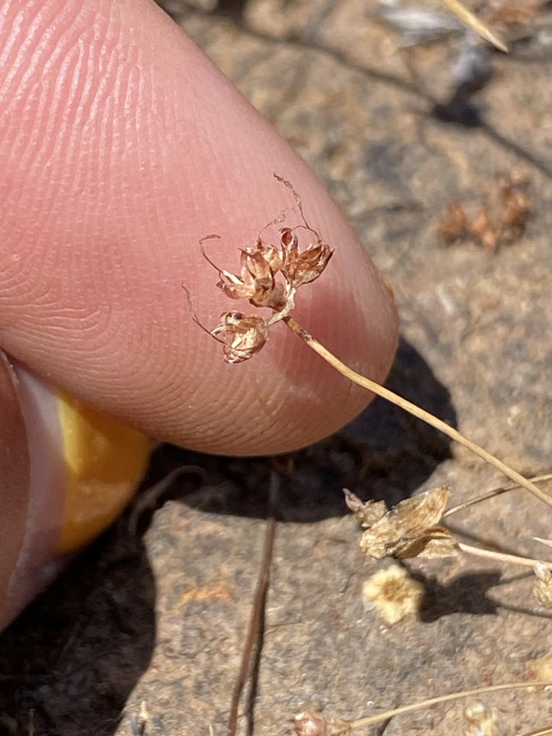 Juncus leiospermus var. leiospermus photo 3