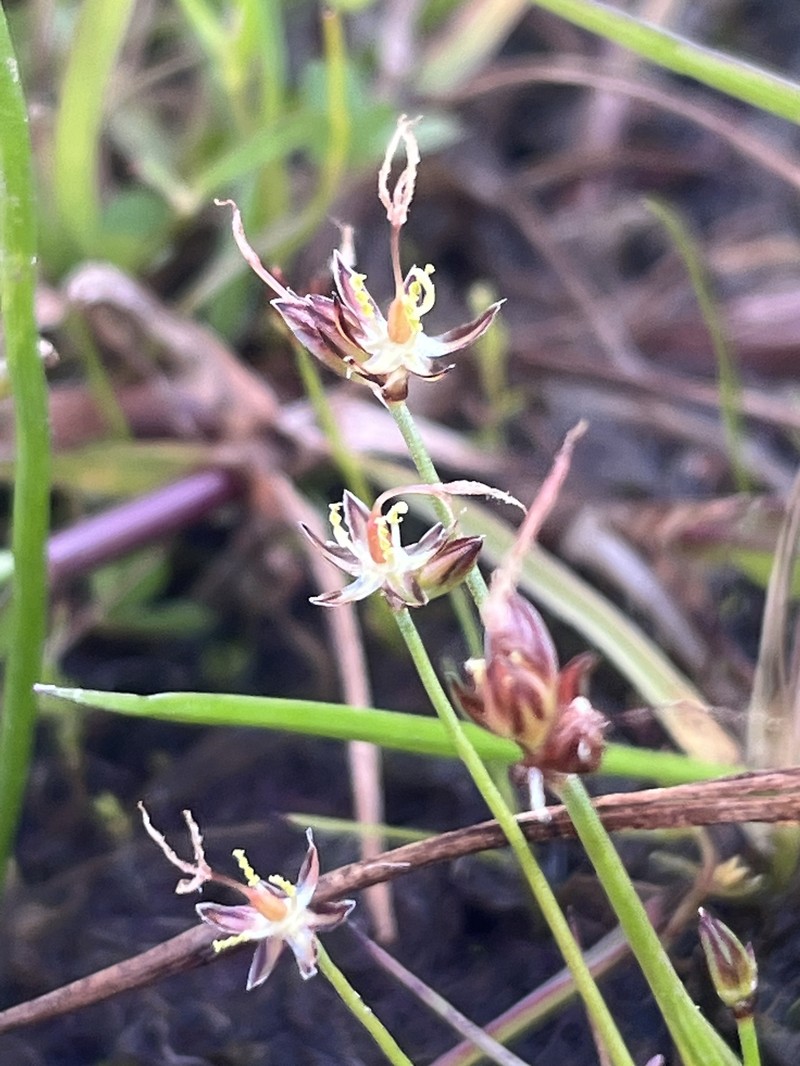 Juncus leiospermus var. leiospermus photo 5