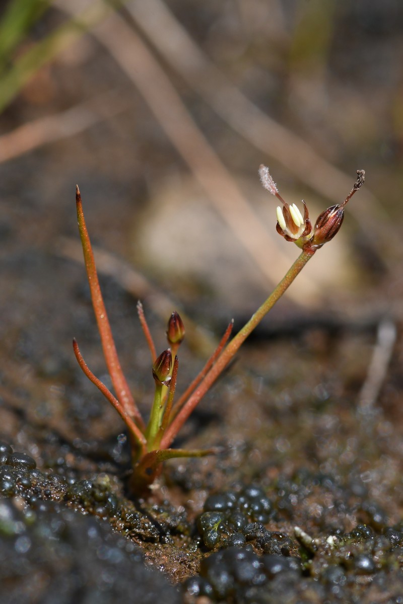 Juncus leiospermus var. leiospermus photo 8