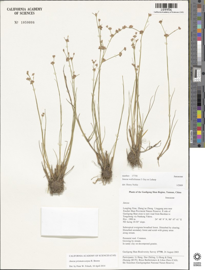 Juncus leptospermus