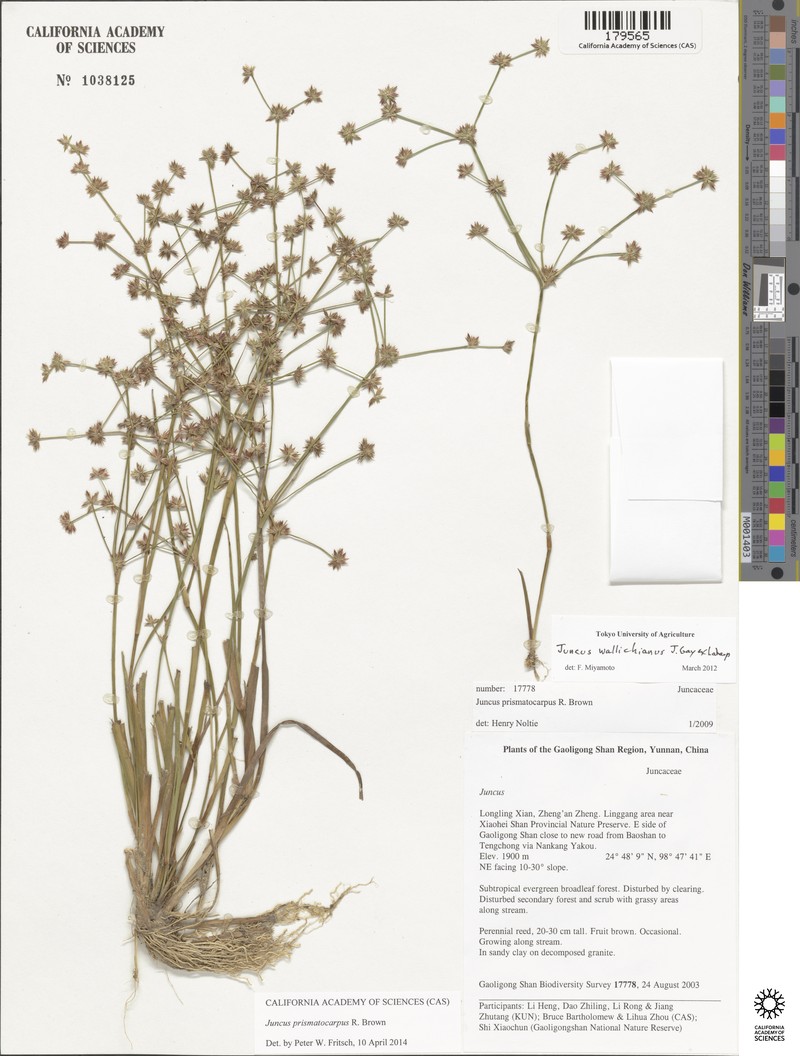 Juncus leptospermus photo 2