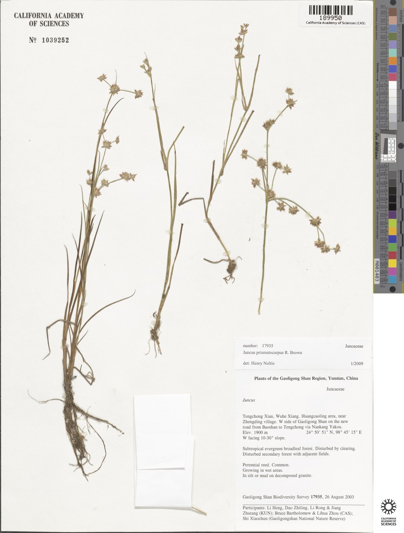Juncus leptospermus photo 3