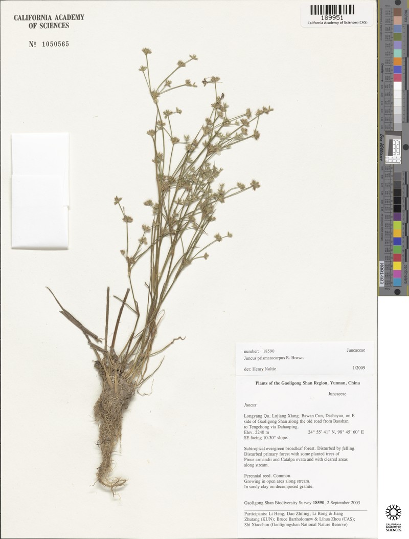 Juncus leptospermus photo 4
