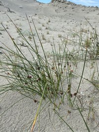 Salt Rush
