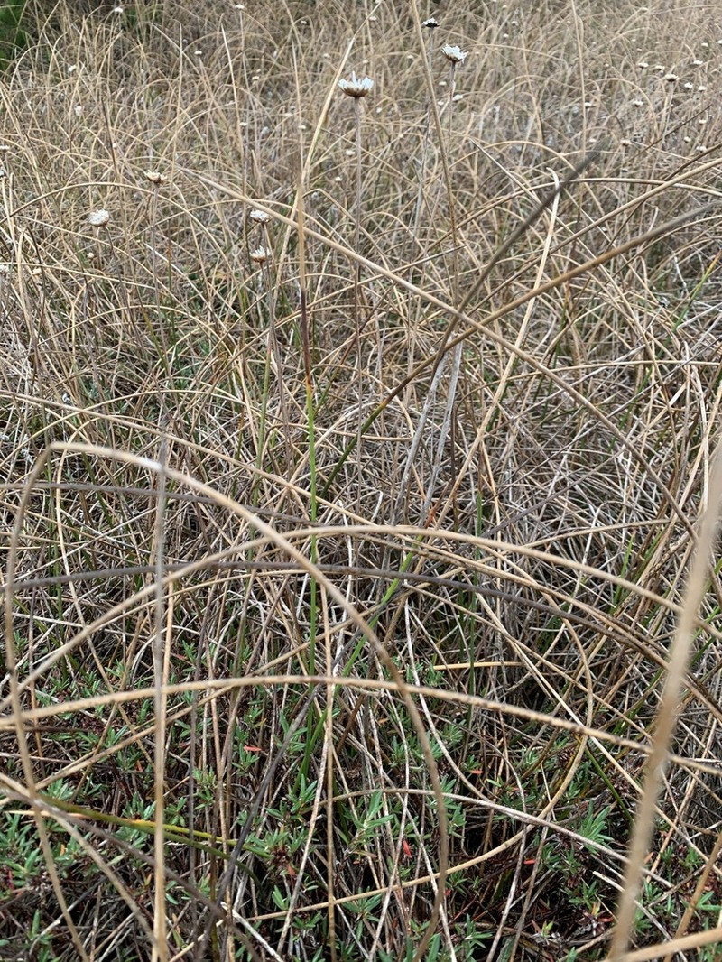Salt Rush photo 5