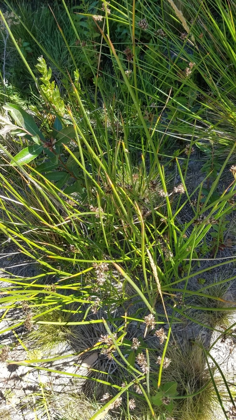 Salt Rush photo 6