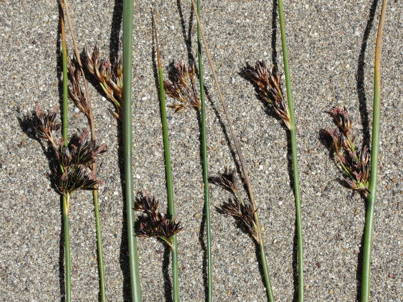 Salt Rush photo 8