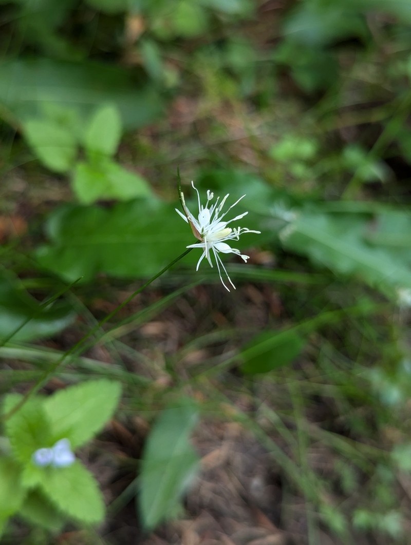 Juncus leucanthus